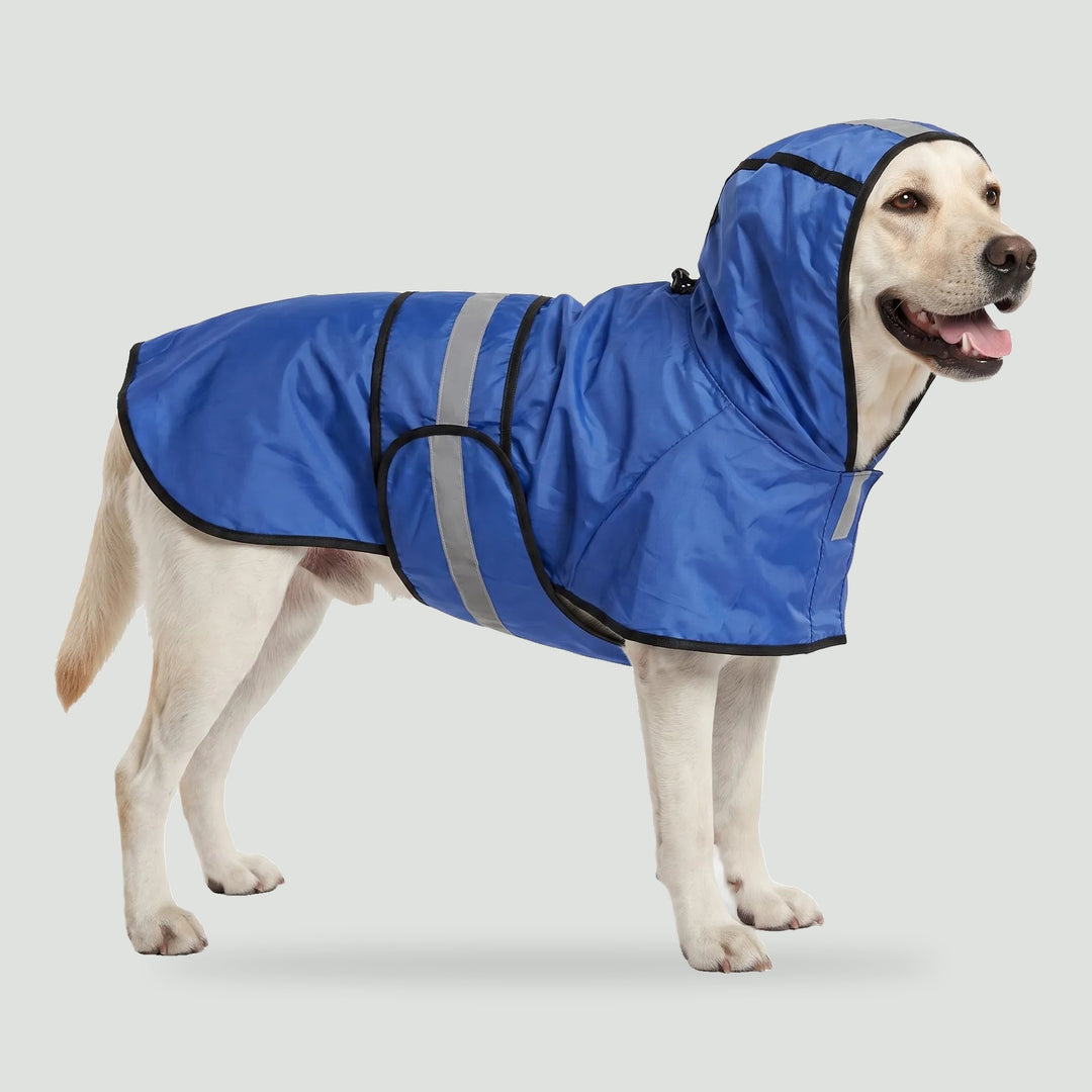 Dog raincoat with hood in Blue on a Labrador, side view