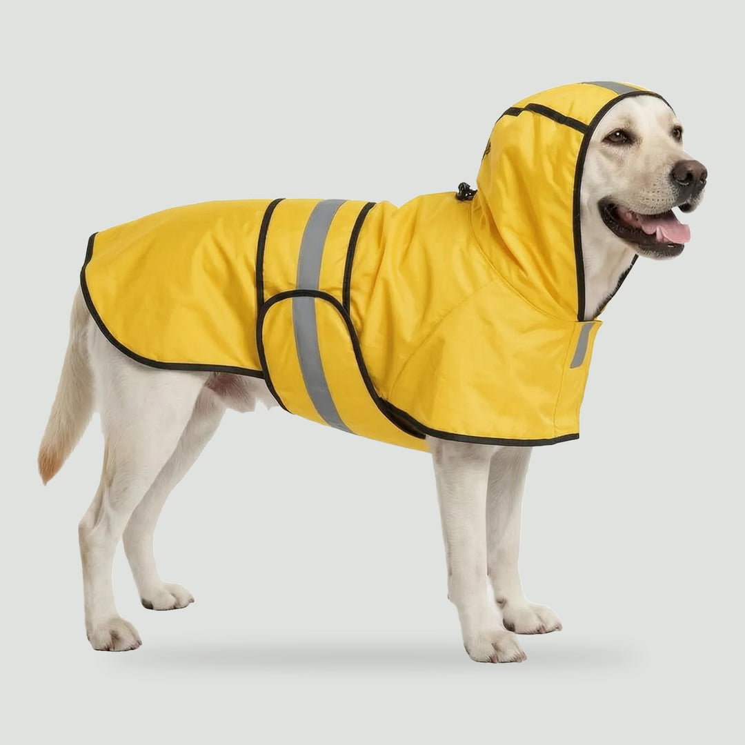 Dog raincoat with hood in Yellow on a Labrador, side view