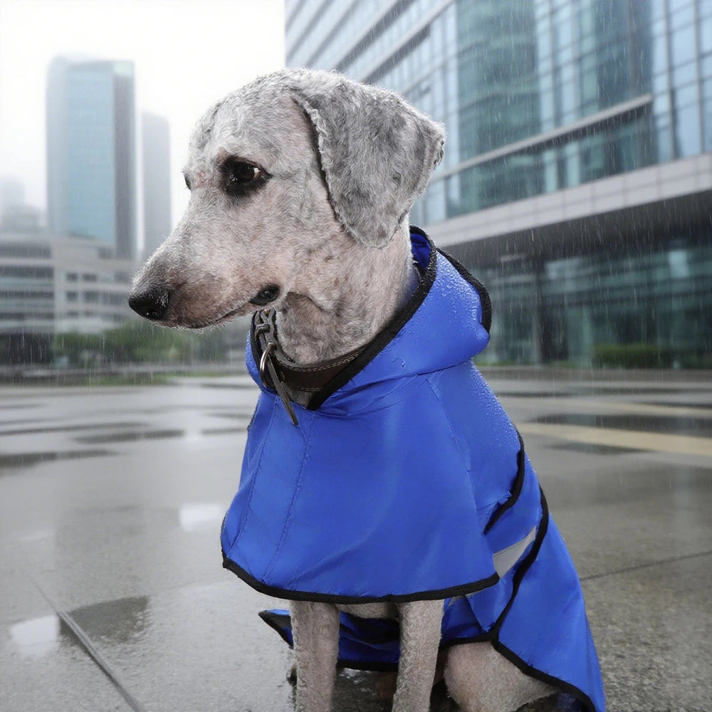 Dog wearing the hooded dog raincoat in Blue on a rainy city walk