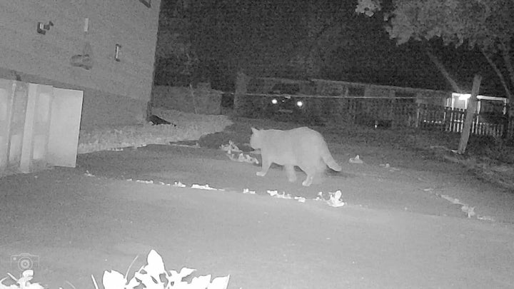 4K 32MP Trail Camera – Motion Detection & Low-Glow Night Vision