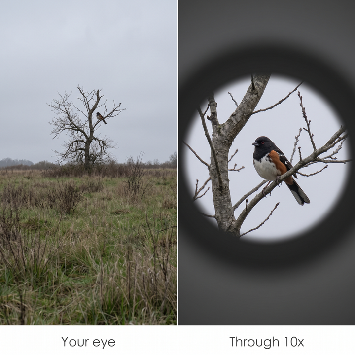 The same bird with the naked eye and through 10x magnification