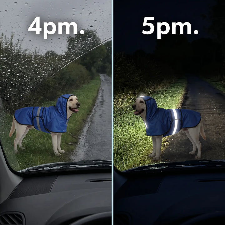 Dog raincoat seen from a car at 4pm and at 5pm, reflective strips lit by the headlights