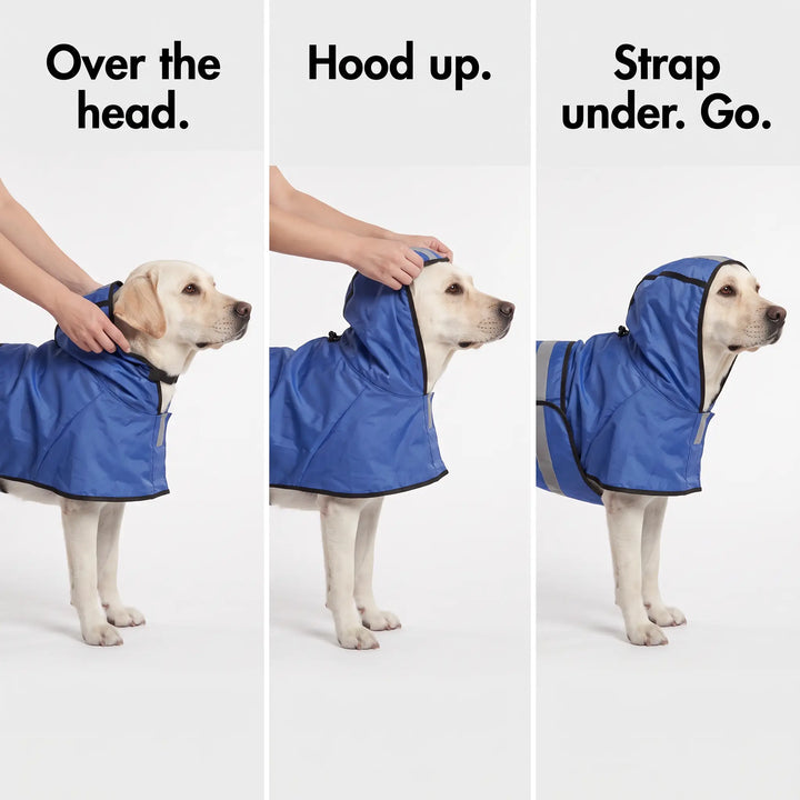 How to put on the dog raincoat: over the head, hood up, strap under